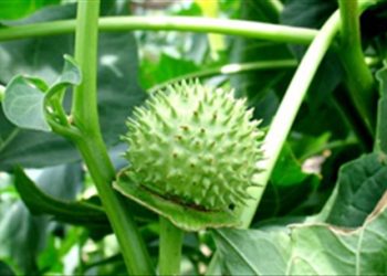 Mách bạn phương pháp nhận biết và xử trí ngộ độc cà độc dược