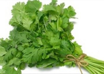 Rau mùi chữa phong hàn