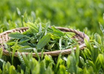 Chè xanh không có khả năng chữa viêm âm đạo nhưng chúng ta từng nghĩ
