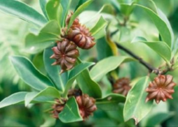 Bài thuốc gia truyền đơn giản chữa bong gân nhẹ ngay tại nhà