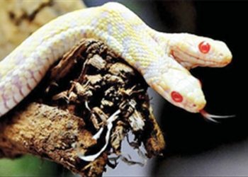 Bỏ túi 4 bài thuốc dân gian sơ cứu khi bị rắn cắn hiệu quả