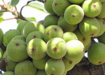 Chữa hen, nhức đầu tác dụng nhanh chỉ với nhựa quả sung