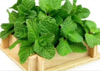 ‘Đuổi’ muỗi phòng sốt xuất huyết bằng cây cỏ trong vườn nhà
