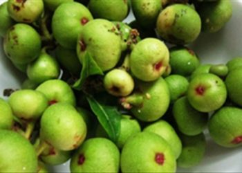 Chữa sỏi mật bằng quả sung 100% không tái phát đâu nhé!