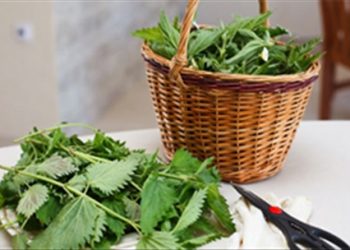 Mẹo cực hay giúp tống khứ sỏi thận không cần phẫu thuật