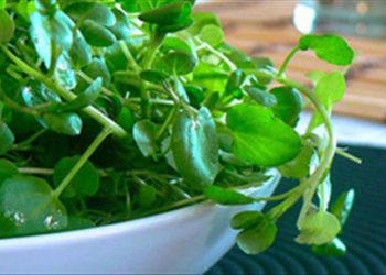 Cải xoong chữa bí tiểu, nhiệt lưỡi, sỏi mật , có thể bạn chưa biết