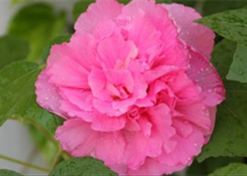 Loại hoa tự nhiên chữa được rất nhiều loại bệnh phổ biến