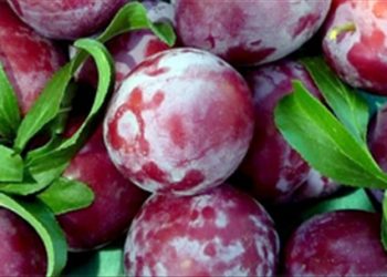 mụn nhọt, hại thận, tàn phá dạ dày, bạn đã biết chưa?