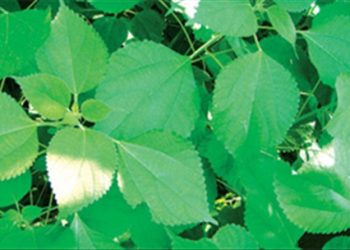 Cây gai chữa bí tiểu, đau nhức xương khớp, bạn đã biết chưa?