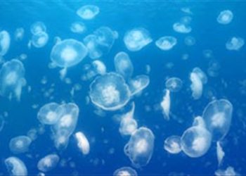 Bỏ túi cách sơ cứu khi bị sứa đốt mà không phải ai cũng biết
