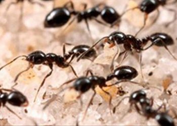 Một vài tuyệt chiêu đơn giản để đuổi kiến ra khỏi nhà