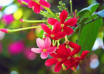 Mách mẹ cách tẩy giun an toàn cho bé bằng thực phẩm