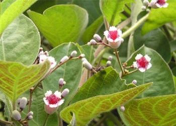 Thần dược chữa bệnh đường tiêu hóa rất hay