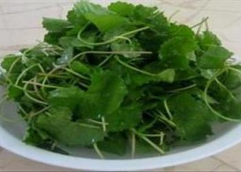 Rau má – loại rau quý chữa bách bệnh mà bạn không ngờ tới