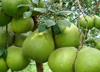 Tác dụng của bưởi trong việc cải thiện sức khỏe phụ nữ có thai hay bị nôn ọe