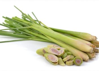Dược thiện từ cây sả giúp hỗ trợ điều trị nhiều bệnh
