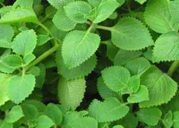 Mẹo trị ho cho trẻ trong tiết giao mùa bằng cây cỏ thiên nhiên