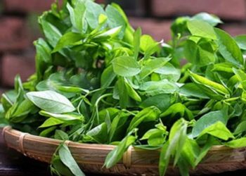 Mách mẹ “bí kíp” làm sạch sản dịch sau sinh vài ngày bằng rau ngót