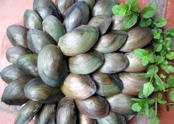 Cách đơn giản loại bỏ độc tố trong trai, hến bạn nên biết