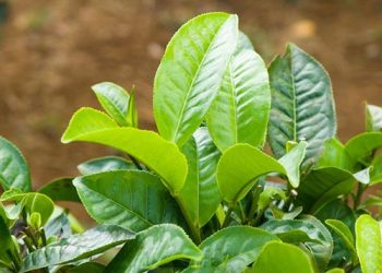 Đánh bay mùi hôi chân khó chịu với những cách đơn giản này