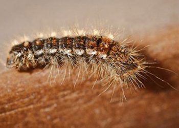 Bật mí cách trị ngứa da khi bị sâu róm đốt trong mùa hè