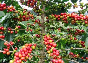 Mách nhỏ cách chữa cảm mạo phong hàn với cây màng tang