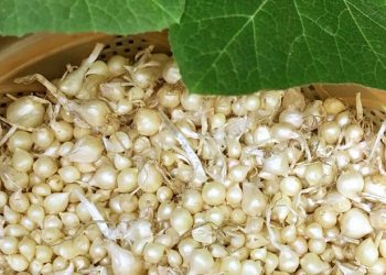 Củ nén là gì? Những món ăn mang đến công dụng bất ngờ về sức khỏe