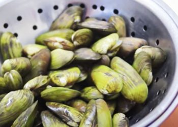 Chem chép là con gì, ăn có tốt không, dùng để nấu gì ngon?