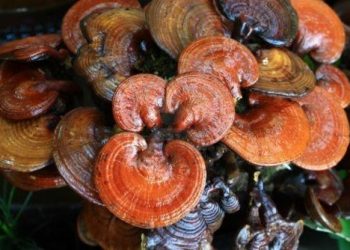 9 nguyên liệu tại gia chữa ung thư buồng trứng cực hay