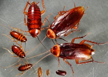 Hướng dẫn cách đuổi gián hiệu quả từ những nguyên liệu dễ kiếm