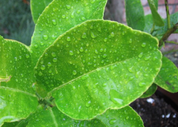 11 tác dụng của lá chanh đối với sức khỏe và làm đẹp