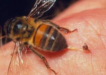 Cách xử lý khi bị ong đốt mọi người cần phải ghi nhớ