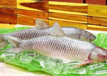 Cá trắm trắng là gì? Giá bao nhiêu? Phân biệt trắm đen và trắm trắng