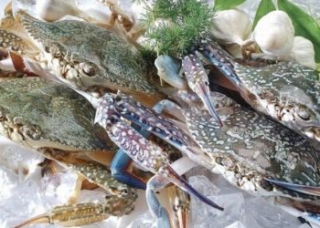 Cách bảo quản ghẹ sống qua đêm mà vẫn giữ được độ tươi của thịt ghẹ