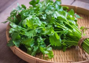 Cách bảo quản rau ngò, rau mùi để cả tháng vẫn còn nguyên vị
