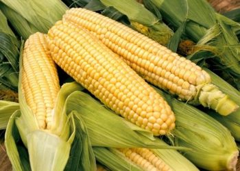 Cách chọn bắp ngon, ngọt, hạt tròn bóng và không bị hư