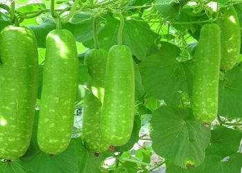Cách chọn bầu sao ngon, ngọt, không phun thuốc
