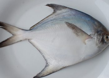 Cách chọn cá chim tươi, không bơm hóa chất