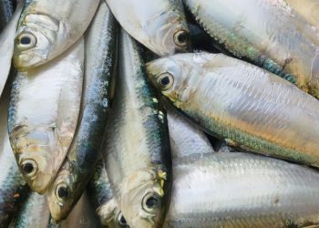 Cách chọn cá trích đúng chuẩn, tươi ngon
