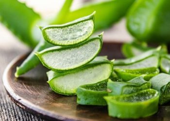 Cách chọn nha đam ngon, an toàn, không ngâm thuốc