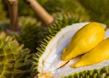 Sầu riêng bổ ra chưa chín? Thử 7 Cách ủ sầu riêng chín nhanh