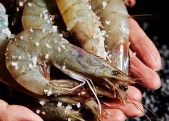 Cách chọn mua tôm tươi an toàn, không bị bơm hóa chất