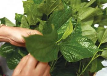 Cách chữa phong thấp ra mồ hôi tay chân bằng những bài thuốc đơn giản