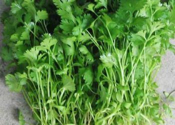 Cách điều trị đau mắt hột đơn giản nhất ngay tại nhà