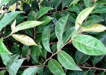 Cách điều trị kiết lỵ ở trẻ em không cần sử dụng thuốc