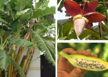 Những bài thuốc hay trong các cách điều trị bệnh tiểu đường dân gian
