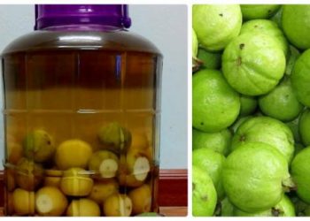 Đem ổi đi ngâm rượu, mỗi ngày uống 1 ly còn bổ hơn ăn tổ yến, nhân sâm, cả đời không thoa 1 giọt kem da vẫn căng mướt, mịn màng như em bé
