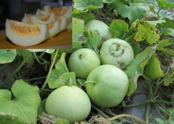 Hướng dẫn cách ăn, cách chọn dưa lê ngon, ngọt, an toàn