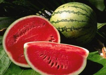Cách chọn dưa hấu ngon ngọt cực chuẩn không phải ai cũng biết