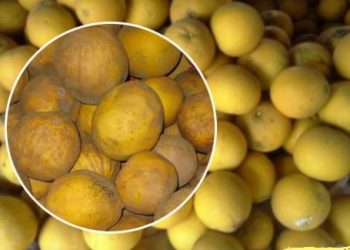 Chọn bưởi Diễn mà không bỏ túi ngay mấy mẹo này thì chỉ có rước hàng giả, hàng nhái về dịp Tết này thôi!